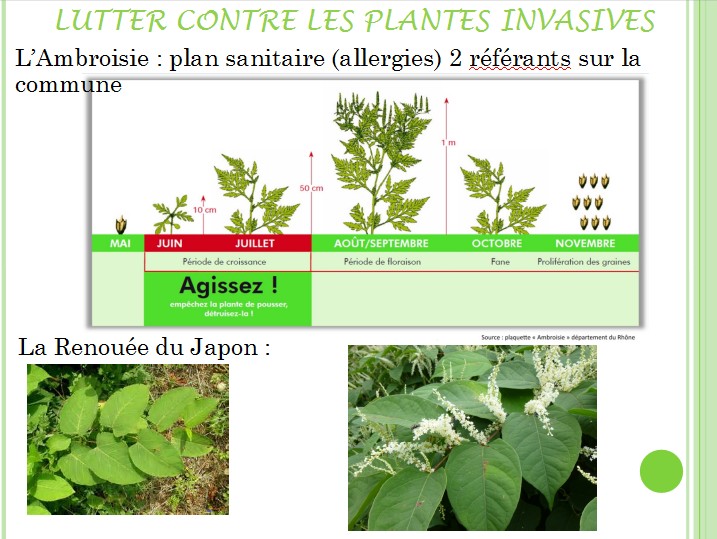 Lutter contre les plantes invasives