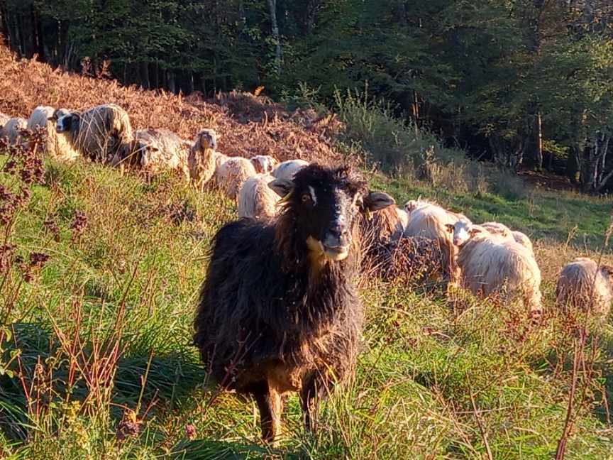 Photo_élevage_ovin_Chartreuse (002)