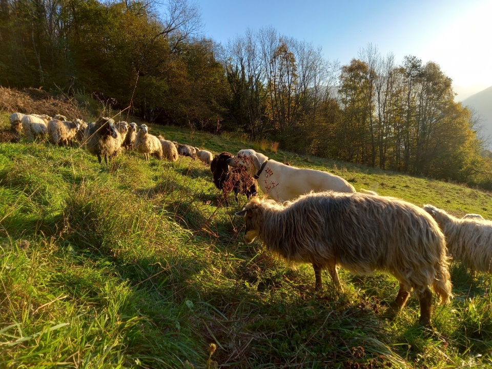 Photo_élevage_ovin_Chartreuse (2) (002)