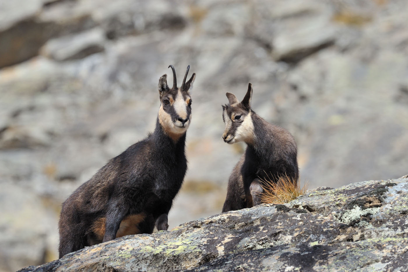 chamois